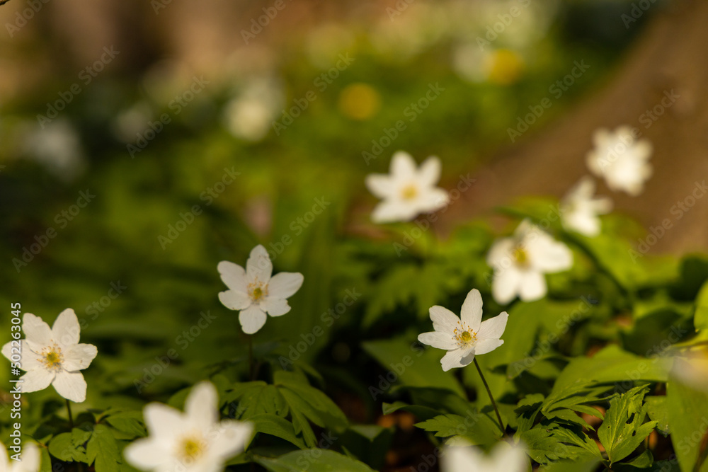 wood anemone flowers in a forest wood anemone flowers in a forest