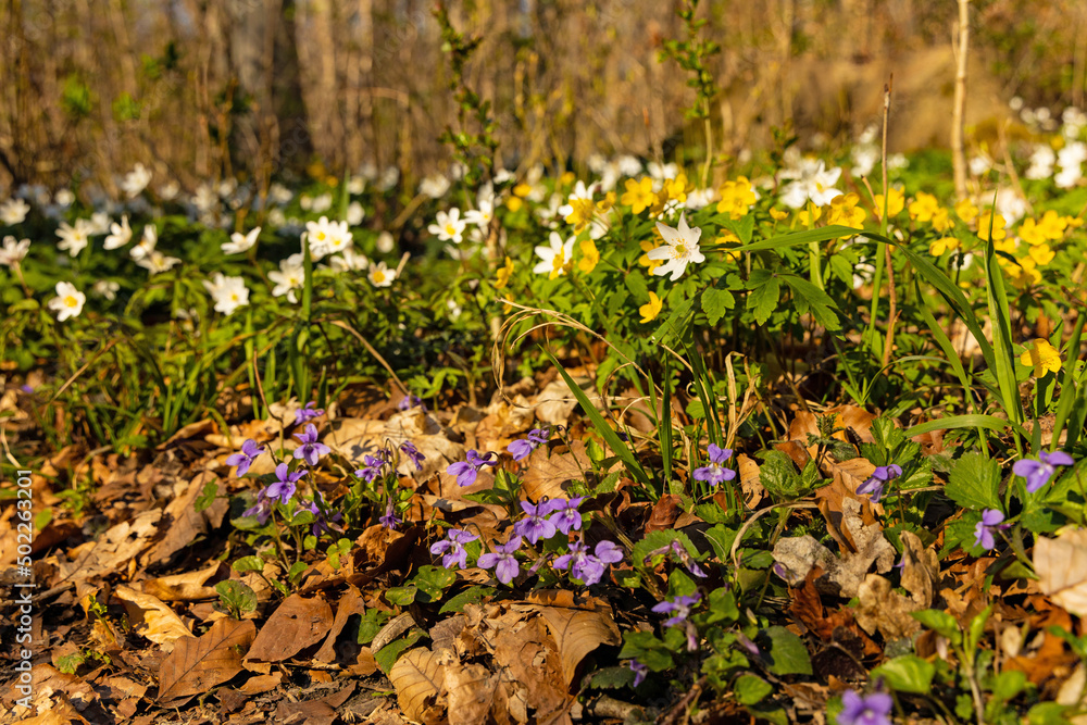 colorful wildflowers in a forest in spring