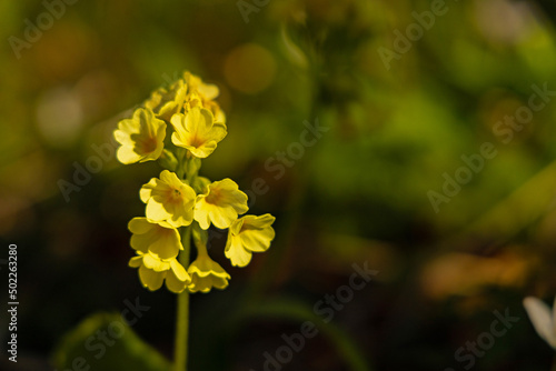 cowslip flower in a forest