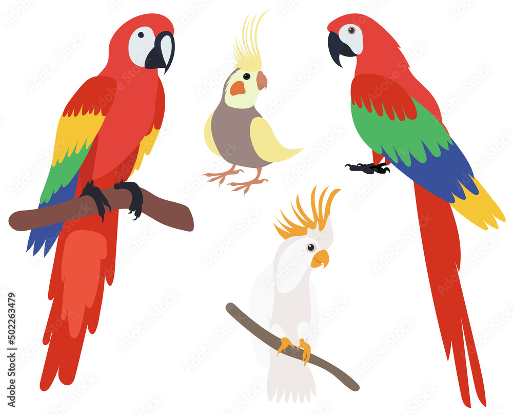 parrot set flat design , isolated on white background, vector