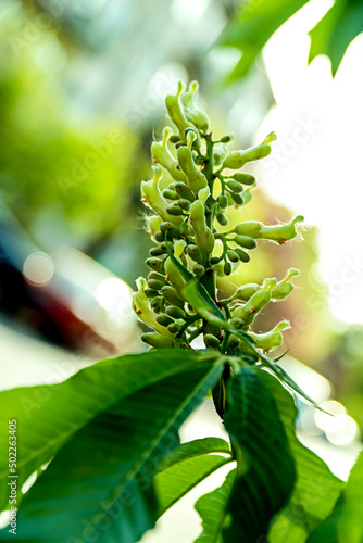 Horse chestnut tree Aesculus hippocastanum, horse chestnut tree with unbloomed flowers, green candles of blooming horse chestnut on blurred background