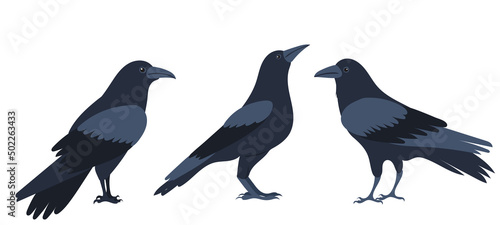 crows set flat design , isolated on white background, vector
