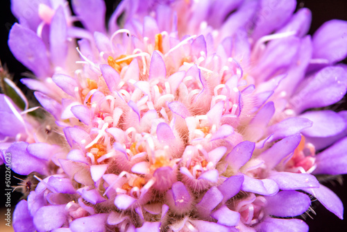 Close up beautiful shot of flower