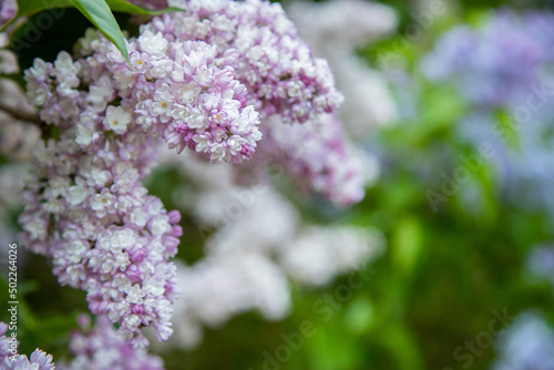 blooming lilac brunch © Victoria