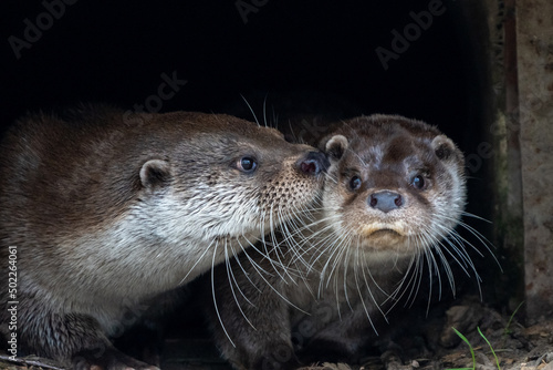 an otter whispers something in the other otter's ear