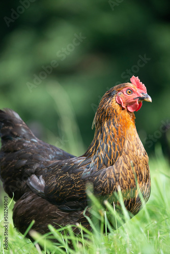 Hen in a lush green field