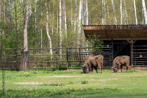 two polish bisons grazing on a meadow at the zoo © Przemysaw