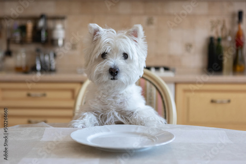 White dog West White Terrier sits at the dining table in the kitchen in front of an empty plate photo