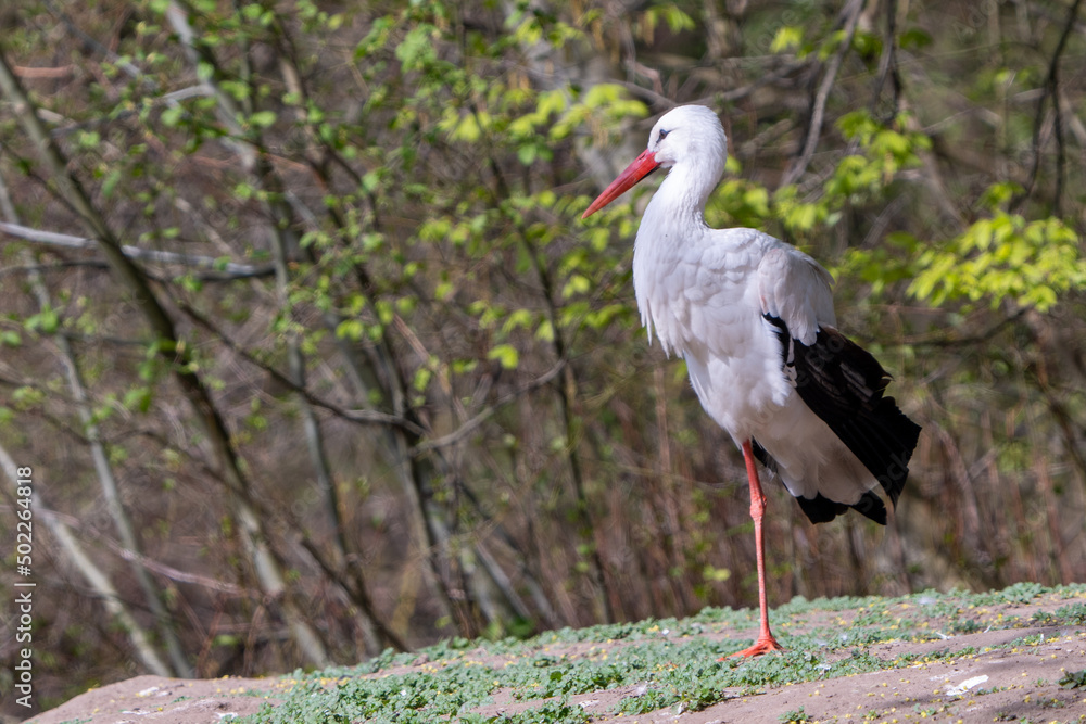 Fototapeta premium polish stork stands on one leg