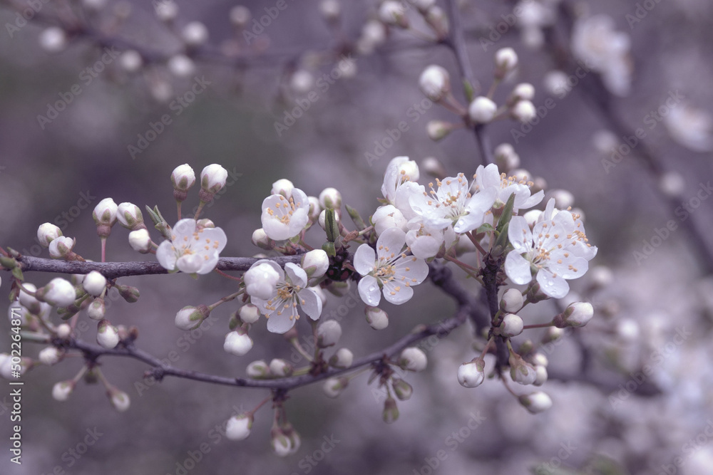 White cherry plum flowers with dew drops in early spring. Flowering fruit trees Prunus cerasifera. Soft focus. Texture of floral pattern, natural background.