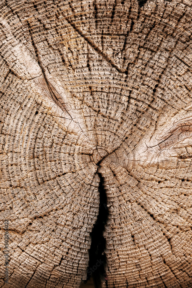 Fototapeta premium Wood background.Cross section of a tree trunk.