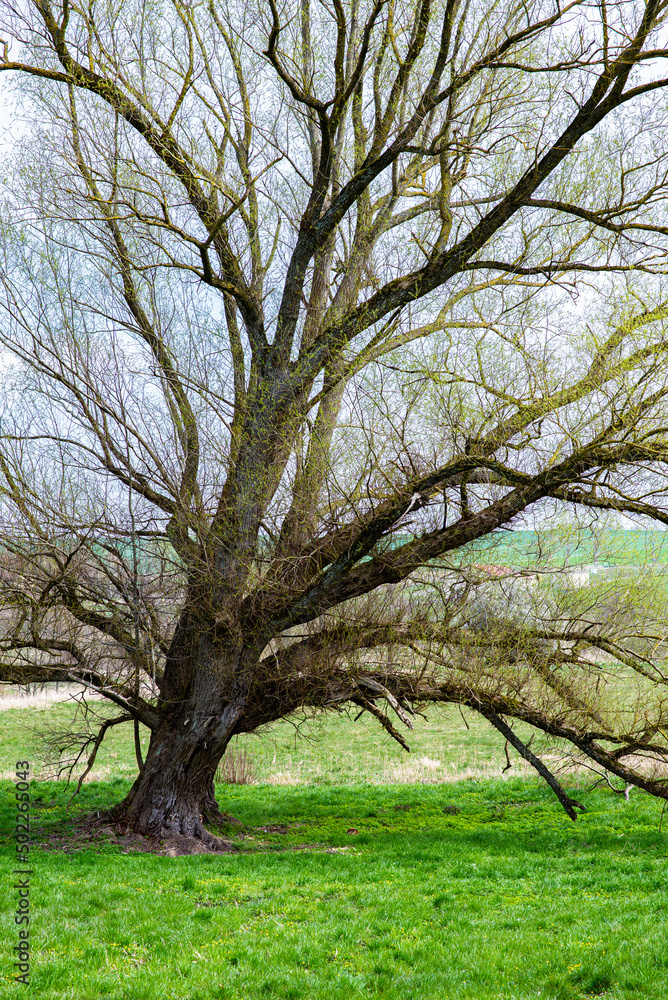 old flowering tree with grass
