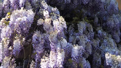 Kamerafahrt entlang den blauen Blütenständen des japanischen Blauregens (Wisteria floribunda, Fabaceae) photo