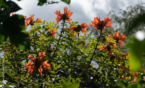 Caesalpinia is a genus of flowering plants in the legume family, Fabaceae. Historically, membership within the genus has been highly variable, with different publications including anywhere from 70 to