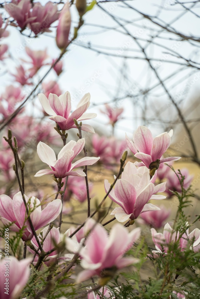 Magnolia × soulangeana pink blossom Navarre Spain