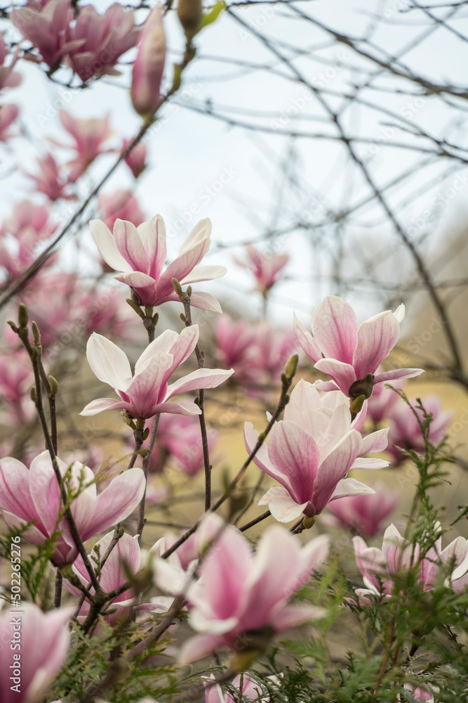 Magnolia × soulangeana pink blossom Navarre Spain Magnolia × soulangeana pink blossom Navarre Spain