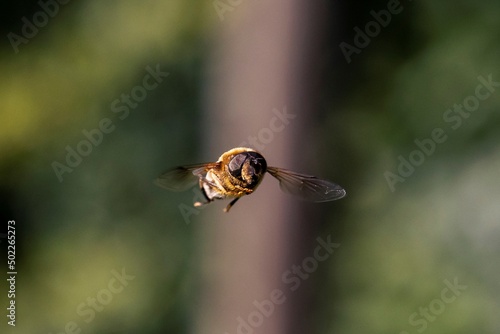 A front portrait of a common drone fly hovering or eristalis tenax in mid-air. The insect is a hoverfly and looks a bit like a bee and it is looking straight in the camera.