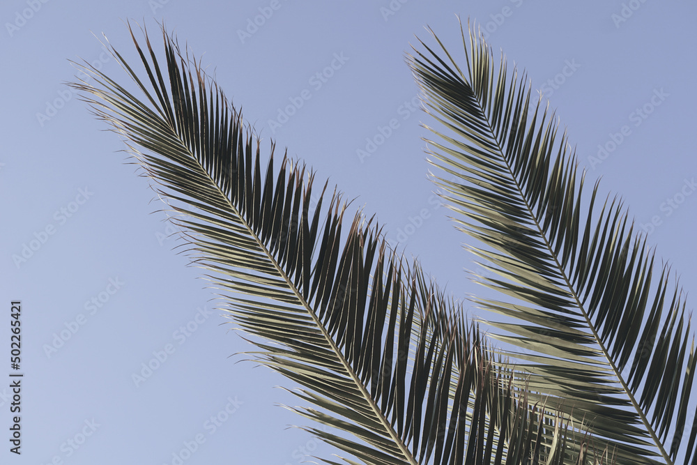 Two sharply palm leaves directed straight towards the sky Two sharply palm leaves directed straight towards the sky