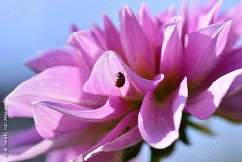 Close up of pale pink dahlia flower