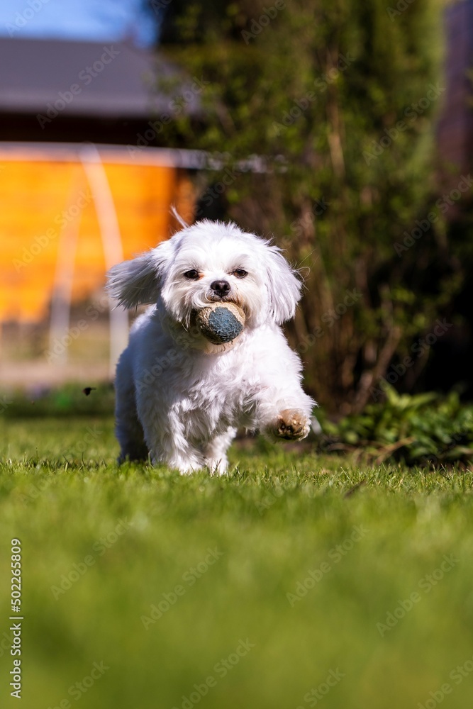 A portrait of a white boomer dog breed. The tiny domestic animal is playing and happily running around on a grass lawn in a yard with a ball in its mouth.