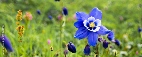 Foto Blue aquilegia flower on a green meadow