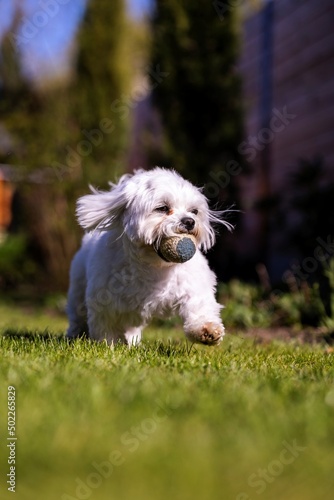 A portrait of a white boomer dog breed. The tiny domestic animal is running on a grass lawn in a yard with a ball in its mouth.