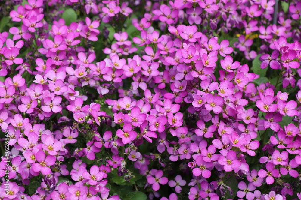small purple flowers in the garden, pink background