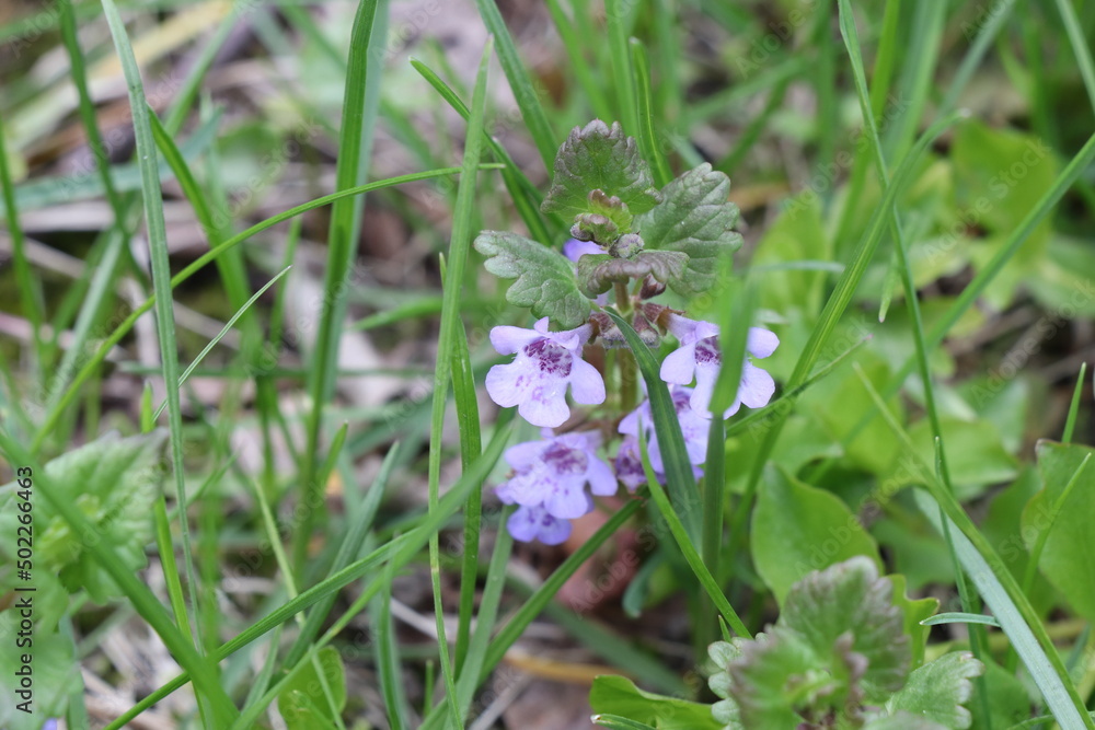 violet small flowers in the garden, spring flowers violet small flowers in the garden, spring flowers