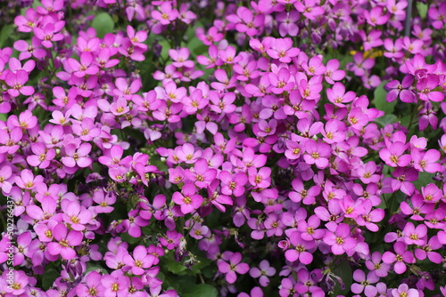 small purple flowers in the garden  pink background