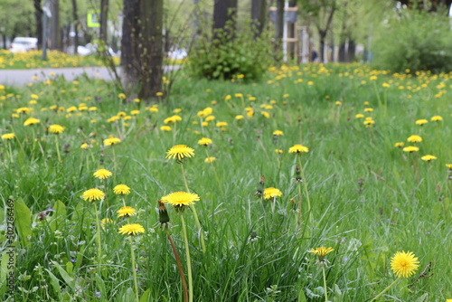 Fototapeta Naklejka Na Ścianę i Meble -  meadow with dandelions, spring yellow flowers 