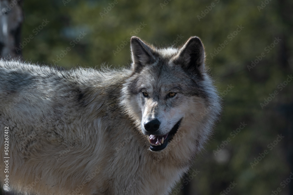 Obraz premium Timberwolf Looking