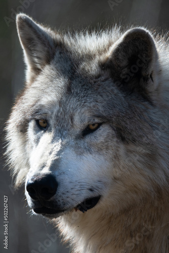 Gray Wolf Portrait