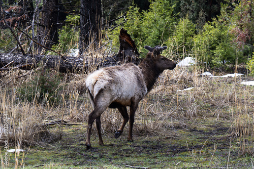 Elk in Velvet