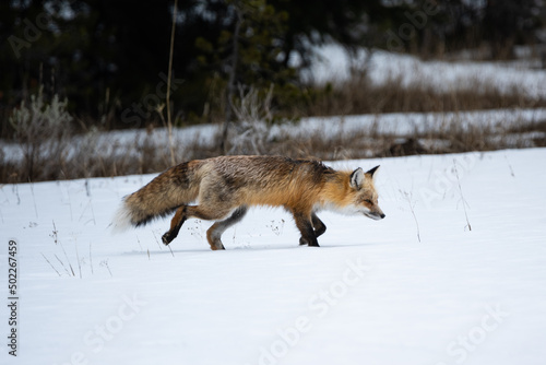 Fox in Snow