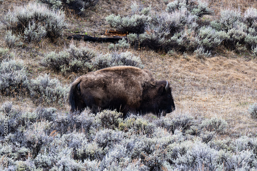 Bison in Scrub