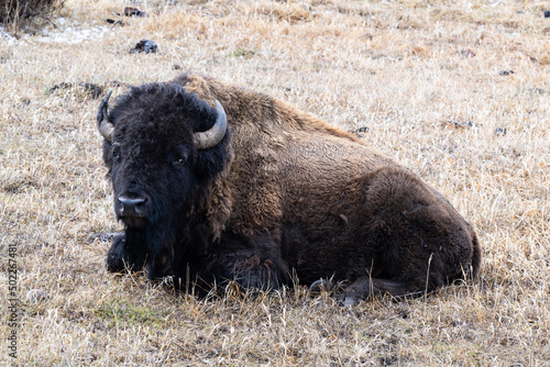 Bison Resting