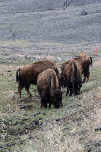 Bison Herd