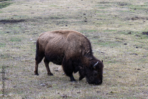 Bison Grazing
