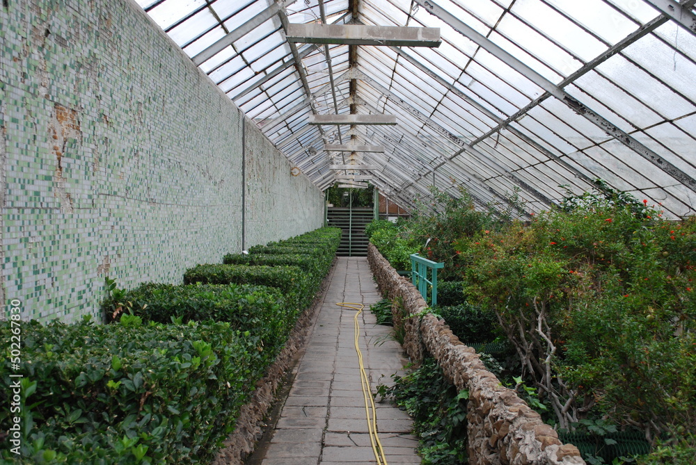 greenhouse interior, glass, plants, structure, building, structure - obrazy, fototapety, plakaty 