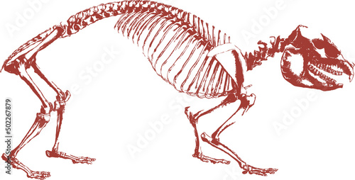 Squelette animal, vecteur pour conception graphique. 