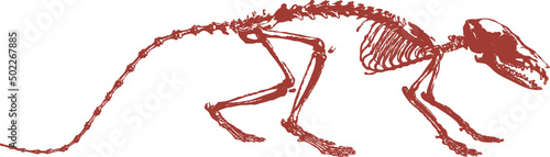 Squelette animal, vecteur pour conception graphique. 