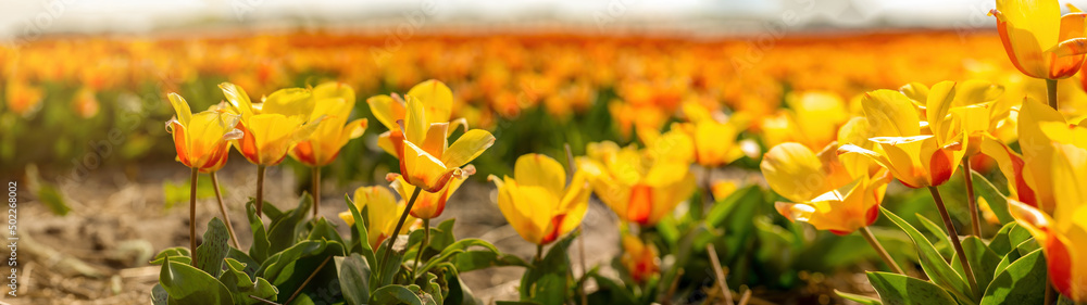 Panoramic landscape of yellow orange red blooming tulips field illuminated in spring by the sun - Flowers background banner panorama Panoramic landscape of yellow orange red blooming tulips field illuminated in spring by the sun - Flowers background banner panorama