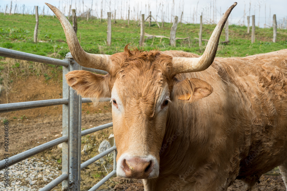 Portrait of a ox in farm Navarre Spain Portrait of a ox in farm Navarre Spain