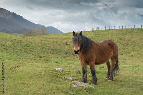 Cuadro en lienzo Rural landscape of the Batzan valley in Ziga Navarre Spain