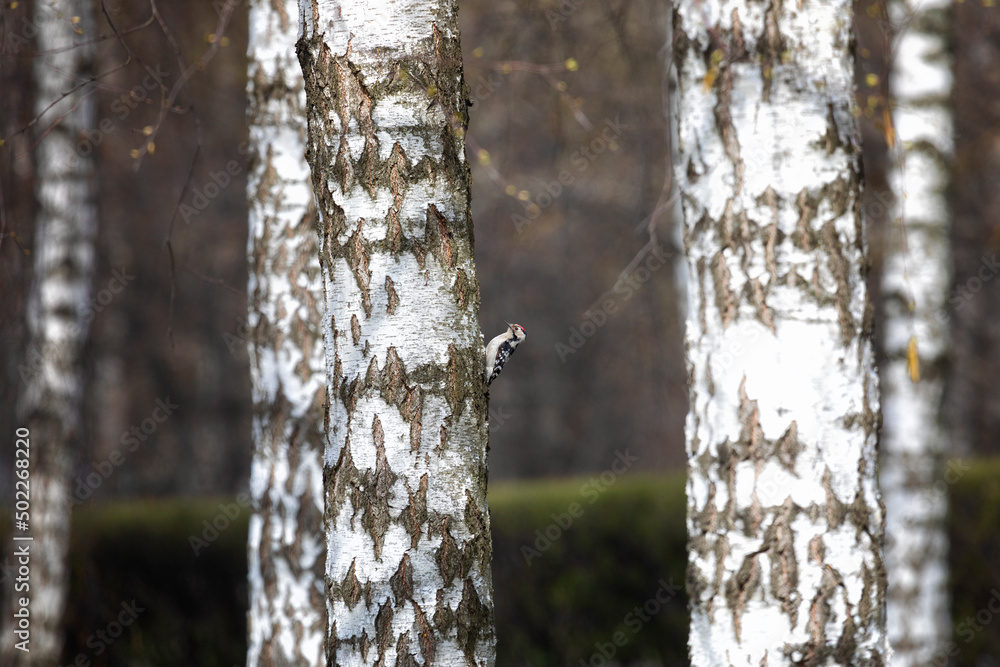 Lesser spotted woodpecker sitting on a birch trunk Lesser spotted woodpecker sitting on a birch trunk