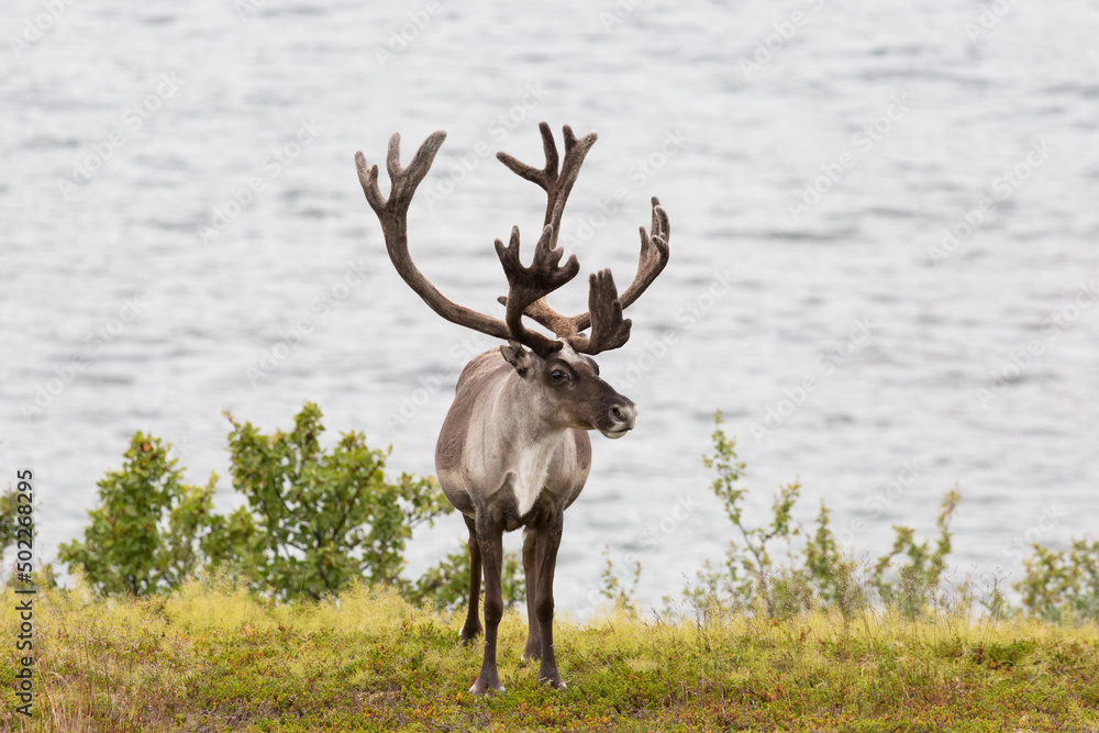 Fototapeta premium Deer with beautiful horns stands on the banks of the river, Norway