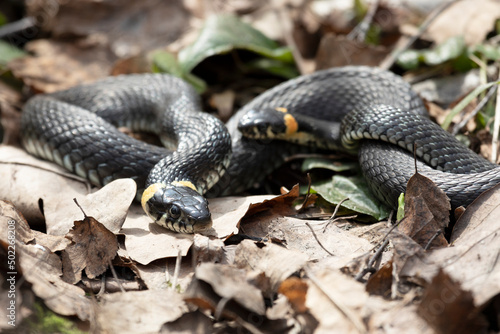 A pair of Grass snake lies on old foliage © Shchipkova Elena