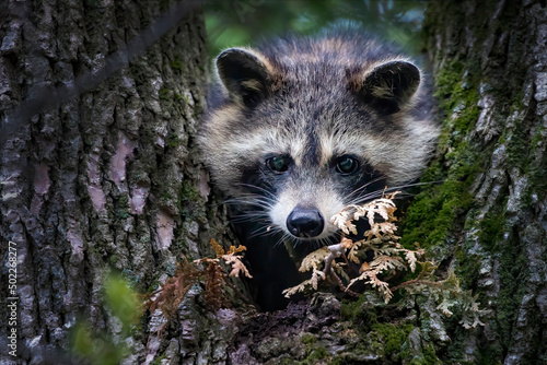 The raccoon  (Procyon lotor) on a tree. Racoon  is a mammal native to North America, invasive species in Europe.
