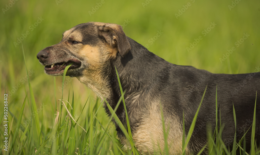 Dog eating the grass - obrazy, fototapety, plakaty 