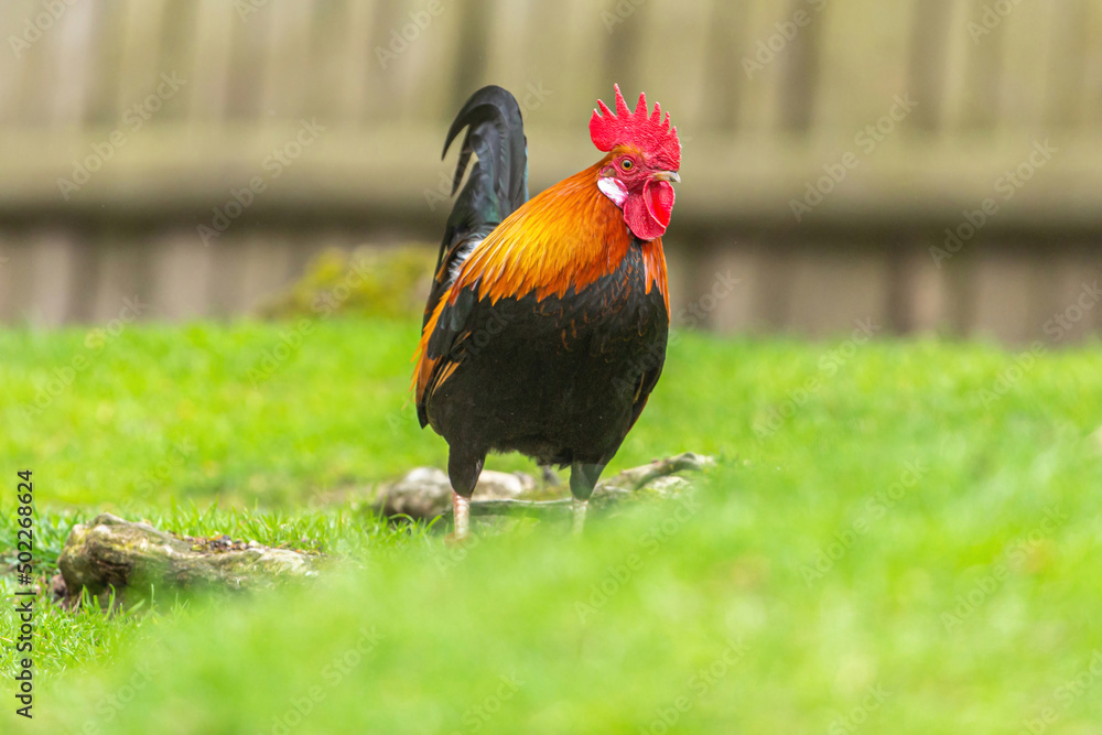 Poultry keeping: Portrait of a pretty dwarf rooster in an enclosure outdoors